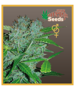 Amsterdam - Regular Cannabis Seeds - John Sinclair Seeds