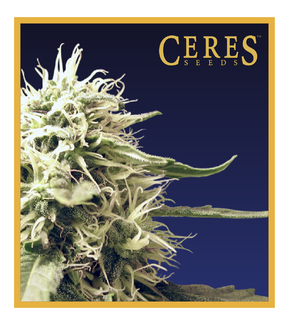 Ceres Kush - Regular Cannabis Seeds