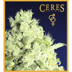White Indica - Regular Cannabis Seeds - Ceres Seeds Amsterdam