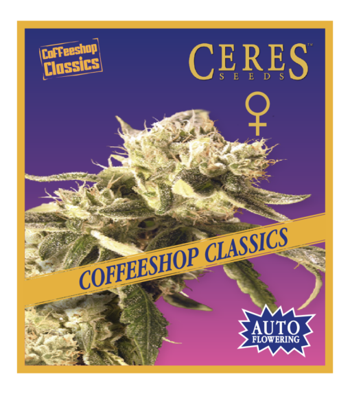 Easy Rider - Auto-Flowering Cannabis Seeds - Ceres Seeds Amsterdam