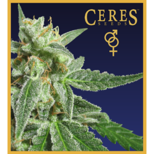 Fruity Thai - Regular Cannabis Seeds - Ceres Seeds Amsterdam