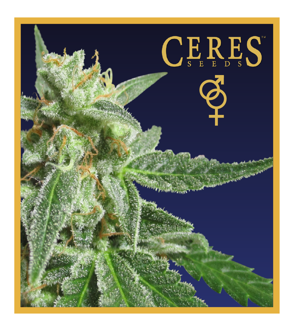 Fruity Thai - Regular Cannabis Seeds - Ceres Seeds Amsterdam