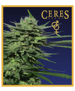 Lemonesia - Regular Cannabis Seeds - Ceres Seeds Amsterdam