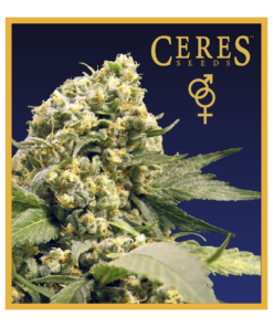 Northern Lights X Skunk #1 - Regular Cannabis Seeds - Ceres Seeds Amsterdam