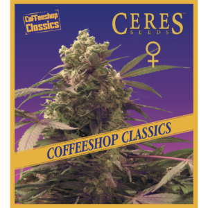 Purple- Feminized Cannabis Seeds