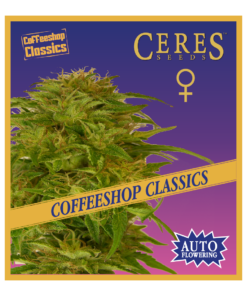 Super Automatic Kush - Auto-Flowering Cannabis Seeds - Ceres Seeds Amsterdam