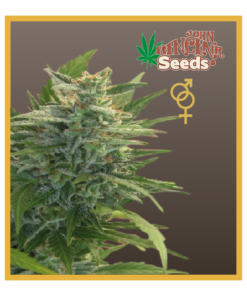 Trans Love Energies - Regular Cannabis Seeds - John Sinclair Seeds