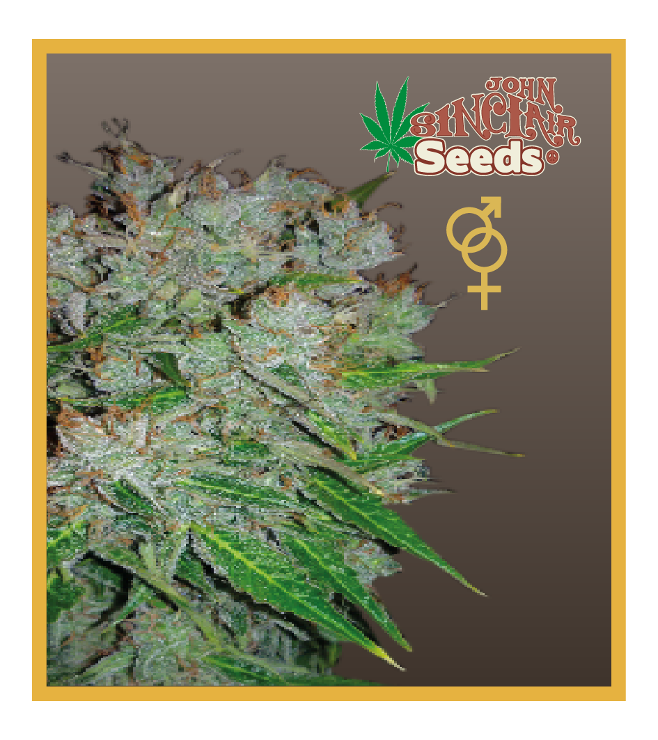 Viper - Regular Cannabis Seeds - John Sinclair Seeds
