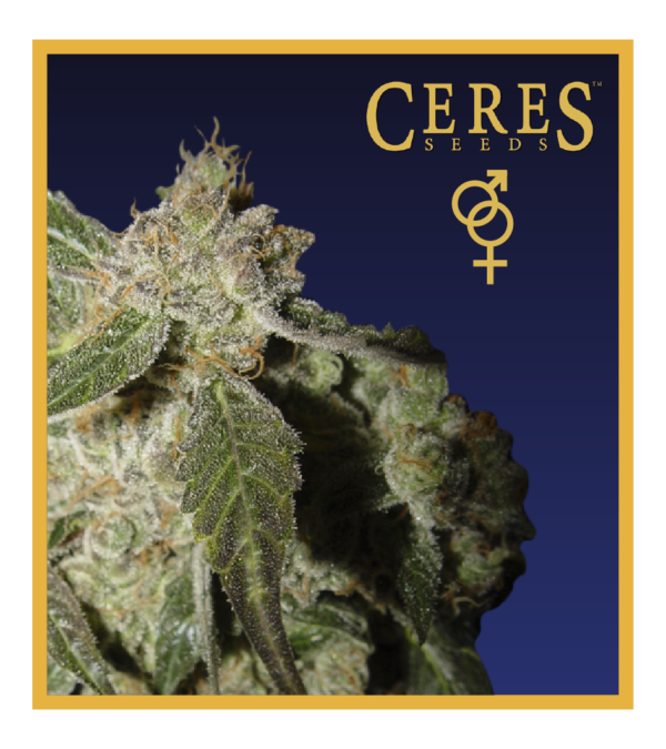 White Panther - Regular Cannabis Seeds - Ceres Seeds Amsterdam