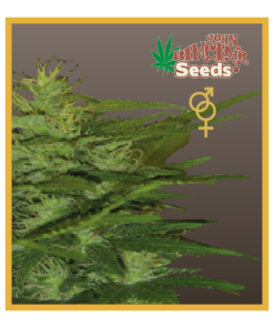 Zenta - Regular Cannabis Seeds - John Sinclair Seeds