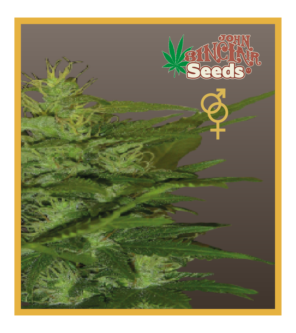 Zenta - Regular Cannabis Seeds - John Sinclair Seeds