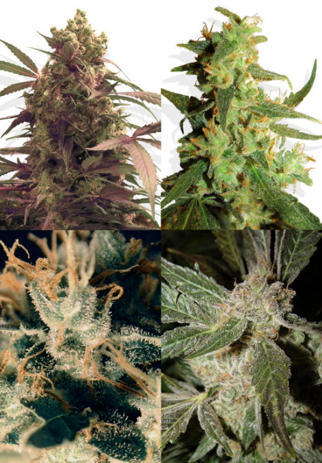 Buds Photo - Ceres Seeds Amsterdam