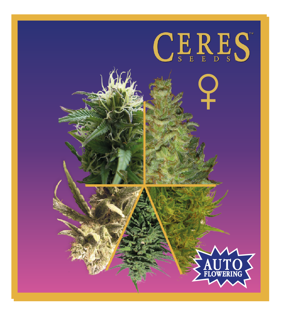 Auto-Flowering Feminized Cannabis Mix - Ceres Seeds Amsterdam
