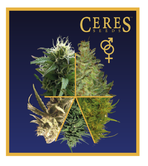 Regular Cannabis Seeds Mix - Ceres Seeds Amsterdam