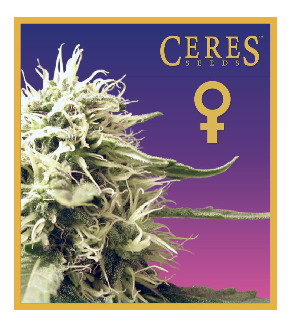 Ceres Kush - Feminized Cannabis Seeds