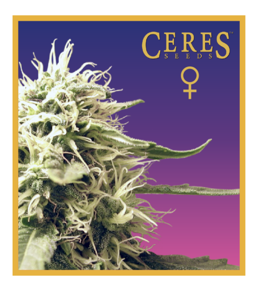 Ceres Kush - Feminized Cannabis Seeds - Ceres Seeds Amsterdam