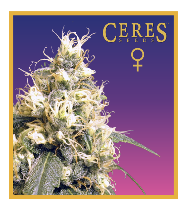 Ceres Skunk - Feminized Cannabis Seeds