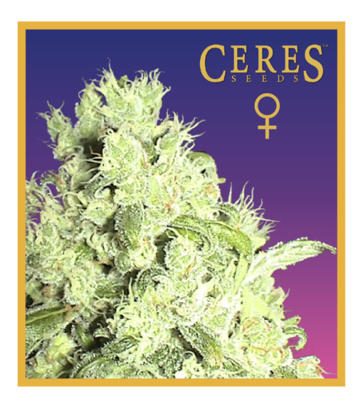White Indica - Feminized Cannabis Seeds - Ceres Seeds Amsterdam