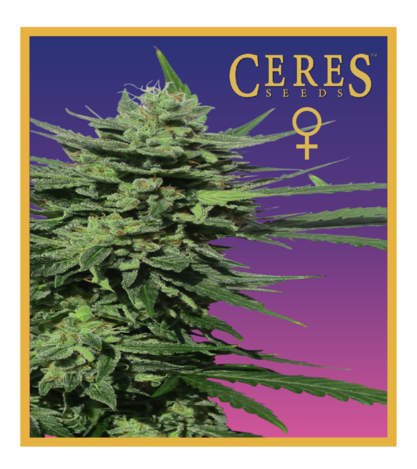 Lemonesia - Feminized Cannabis Seeds - Ceres Seeds Amsterdam