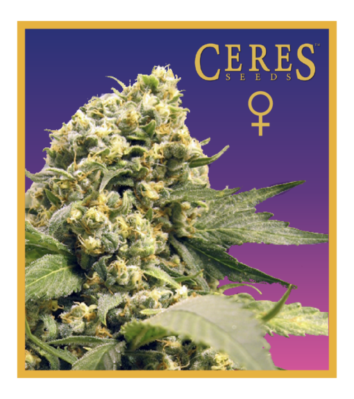 Northern Lights X Skunk #1 - Feminized Cannabis Seeds - Ceres Seeds Amsterdam