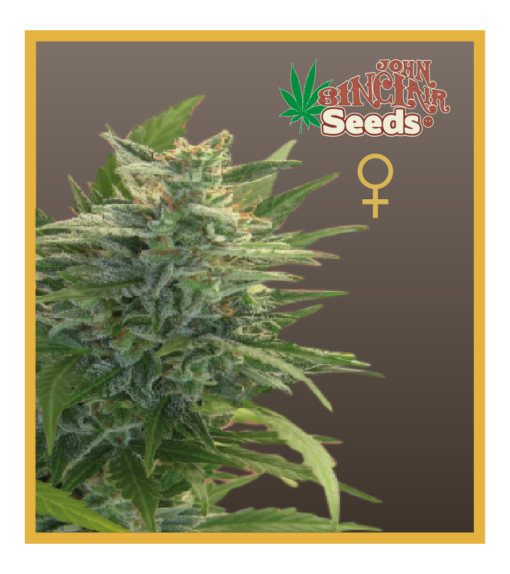 Trans Love Energies - Feminized Cannabis Seeds - John Sinclair Seeds