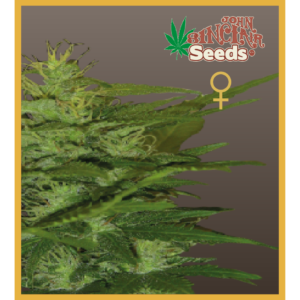 Zenta - Feminized Cannabis Seeds - John Sinclair Seeds