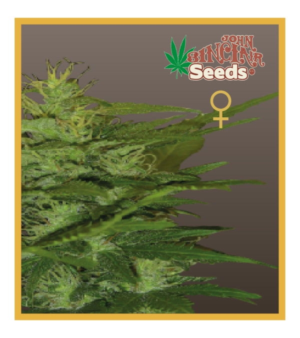 Zenta - Feminized Cannabis Seeds - John Sinclair Seeds