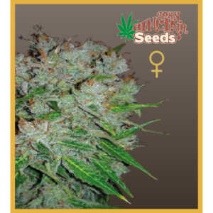 Viper - Feminized Cannabis Seeds - John Sinclair Seeds