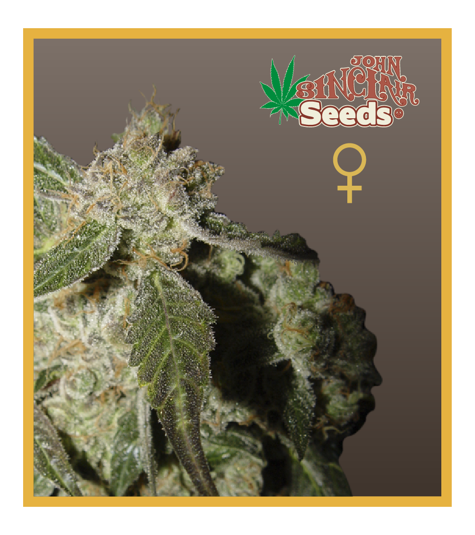 White Panther - Feminized Cannabis Seeds - John Sinclair Seeds