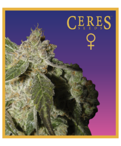 White Panther - Feminized Cannabis Seeds - Ceres Seeds Amsterdam
