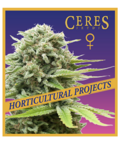 Strawberry Lemon Haze - Horticultural Projects - Ceres Seeds Amsterdam