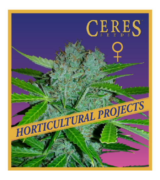 Blueberry Gelato - Proyectos Horticuturales - Ceres Seeds Amsterdam