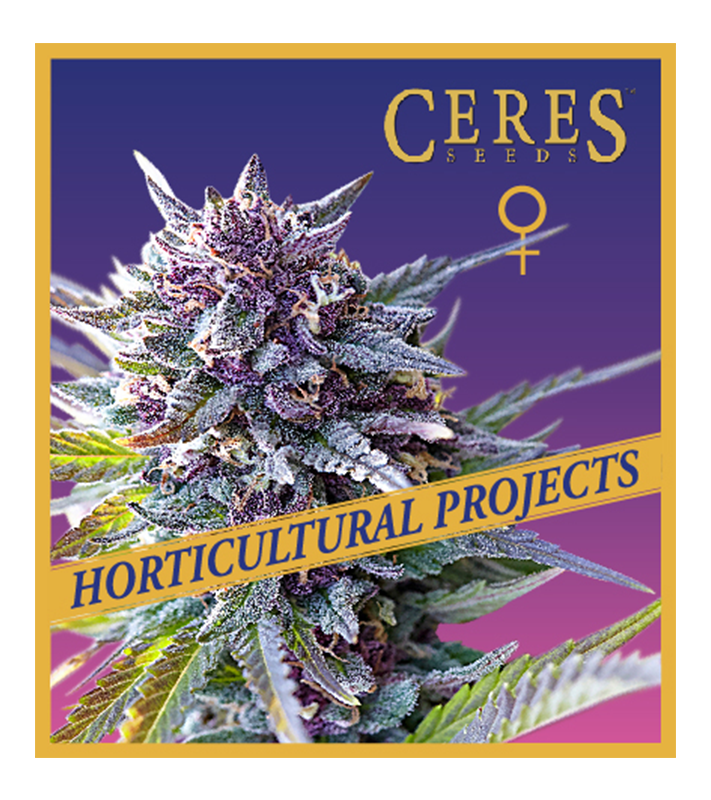 Purple Haze - Horticultural Projects - Ceres Seeds Amsterdam