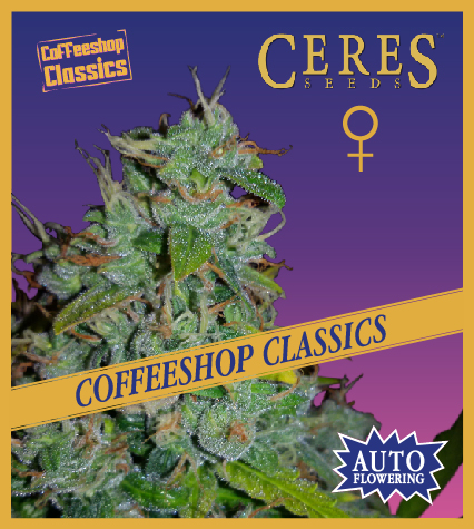 Auto Amsterdam Amnesia - Coffeeshop Classics - Ceres Seeds Amsterdam
