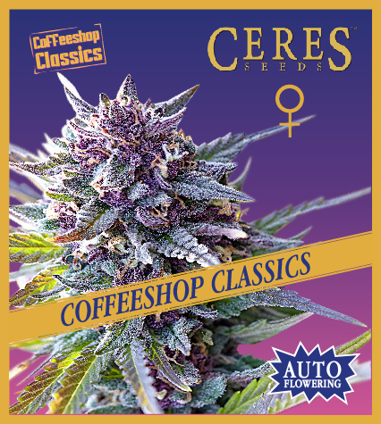 Auto Purple - Coffeeshop Classics - Ceres Seeds Amsterdam