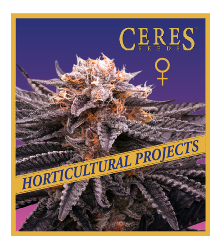 Candy Apple Kush - Horticultural Projects - Ceres Seeds Amsterdam