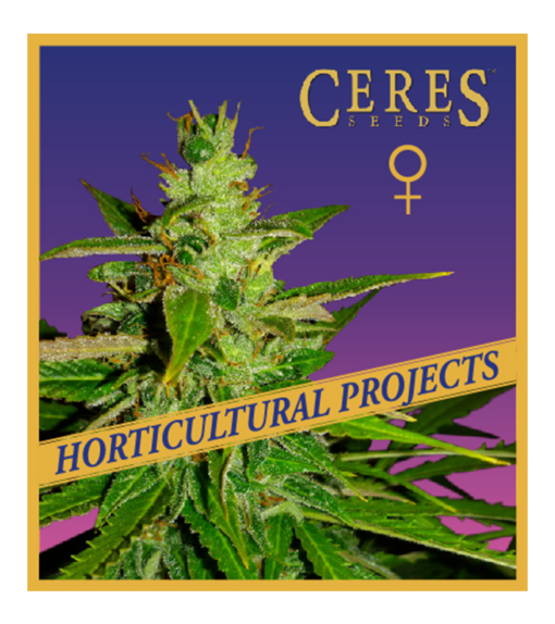 Gorilla Haze - Horticultural Projects - Ceres Seeds Amsterdam