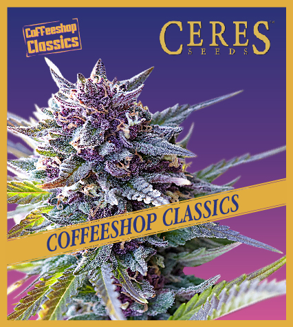 Purple Haze - Coffeeshop Classics - Ceres Seeds Amsterdam