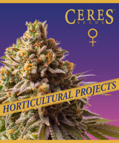 Gorilla Blueberry - Horticultural Projects - Ceres Seeds Amsterdam