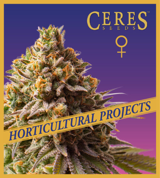 Gorilla Blueberry - Horticultural Projects - Ceres Seeds Amsterdam
